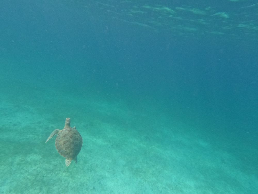 Zeeschildpad bij Aruba