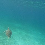 Afbeelding voor Schildpadden zien