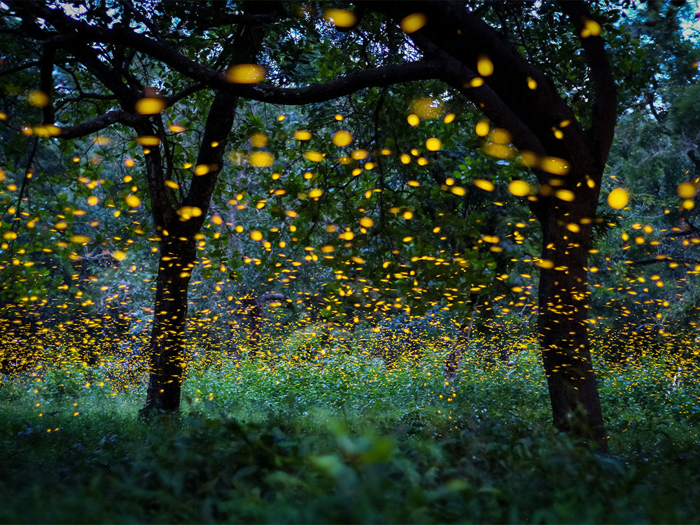 Bioluminescentie bij vuurvliegjes