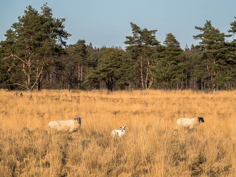 Schapen met lammetjes