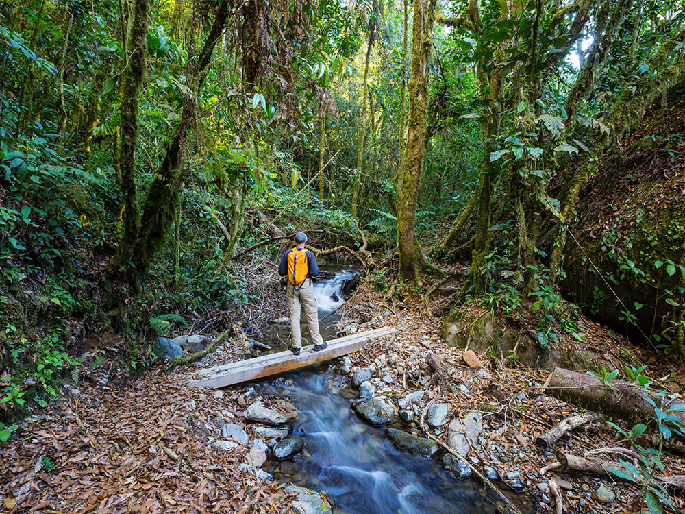 Wandelen door de jungle