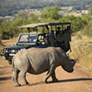 Afbeelding voor Get Your Guide - Excursies Pilanesberg