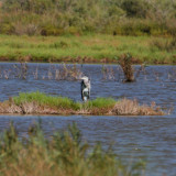 Afbeelding voor Vogels in Griekenland