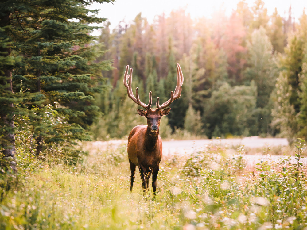 Dieren spotten in Jasper