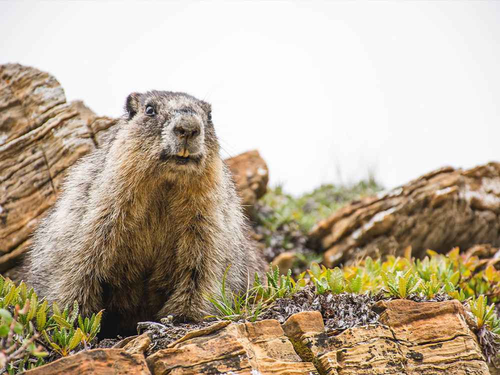 Marmot Jasper