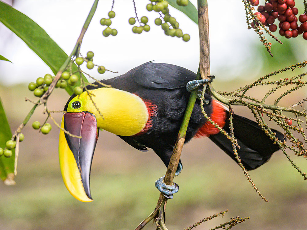 Vogels kijken in Tortuguero