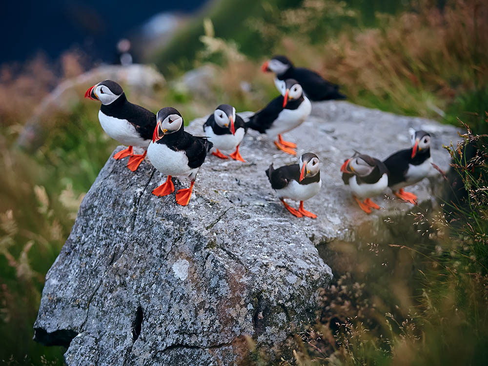 Puffins