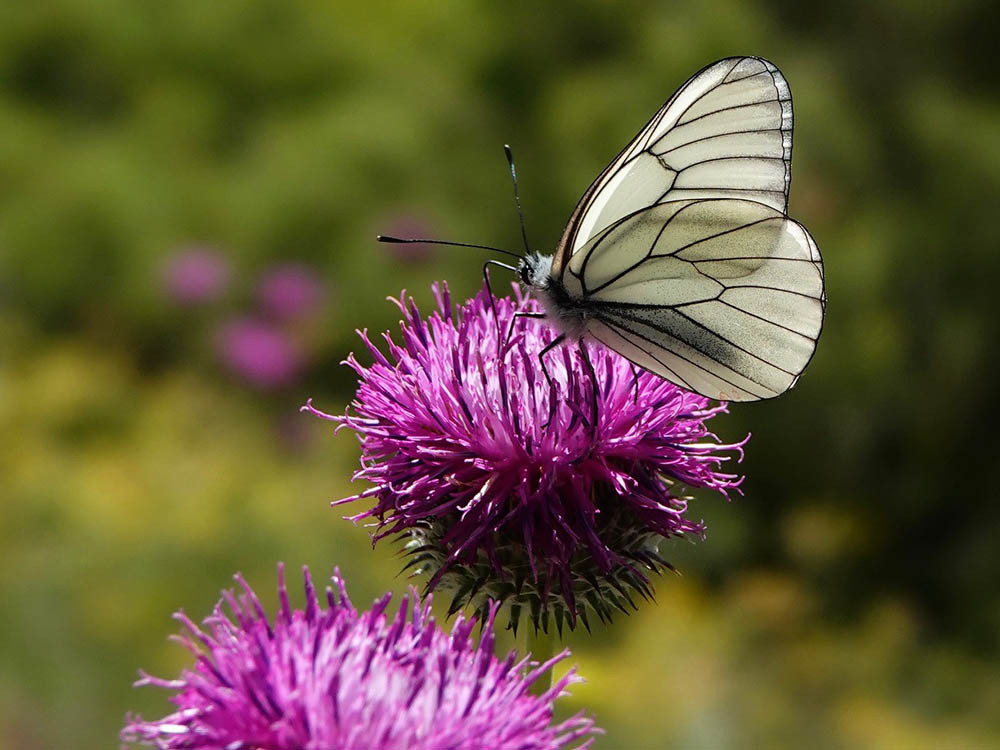 Natuur Ohrid