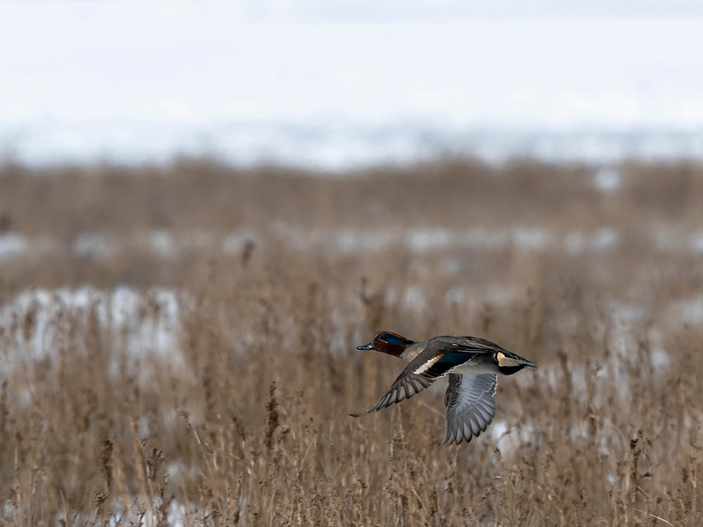 Wintervogels spotten