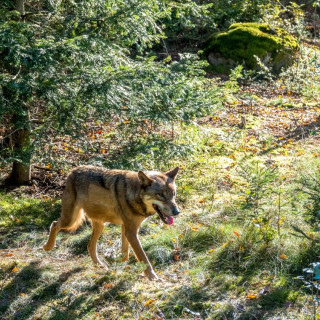 Afbeelding voor Wolven spotten