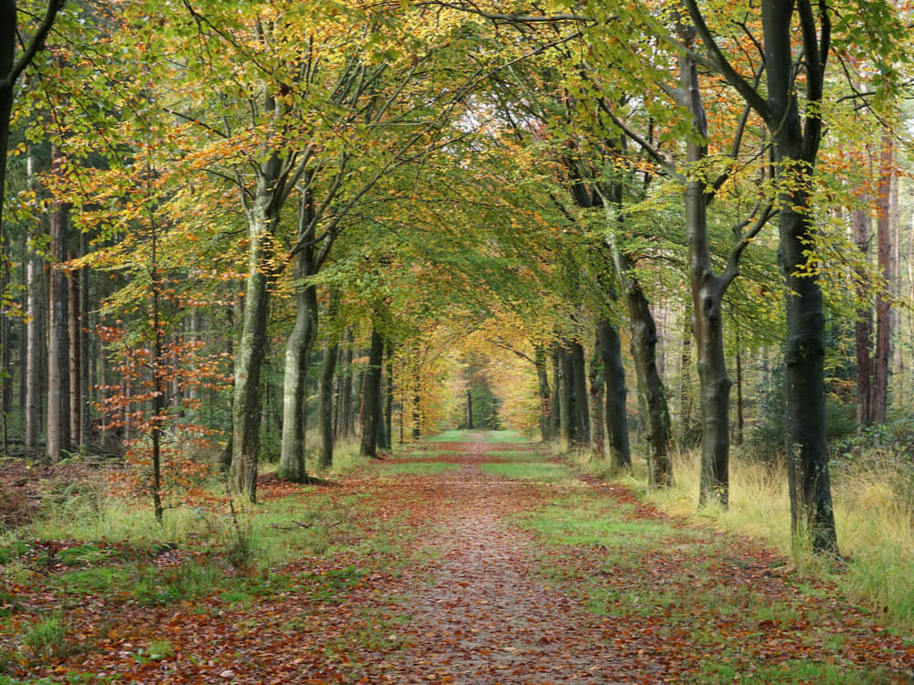 Bossen Utrechtse Heuvelrug