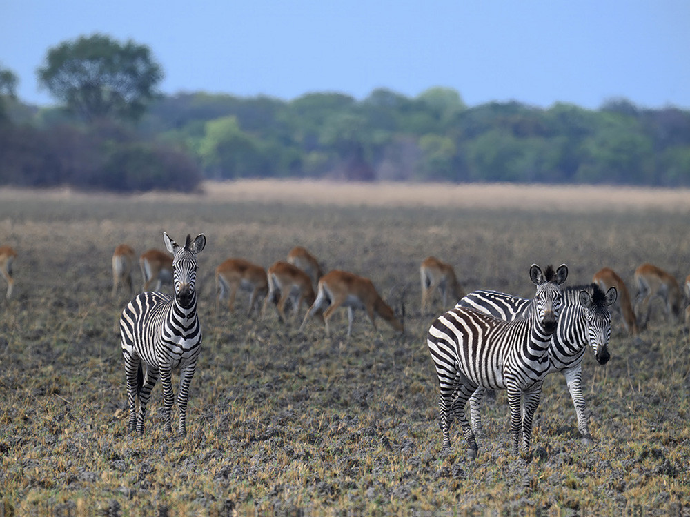 Kafue