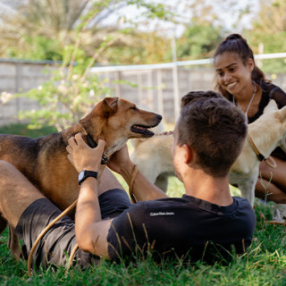 Afbeelding voor Soi Dog - Zwerfdierenopvang in Thailand