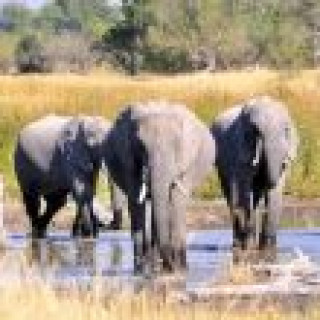 Afbeelding voor Sable Tours - Luxe Privé Safari's