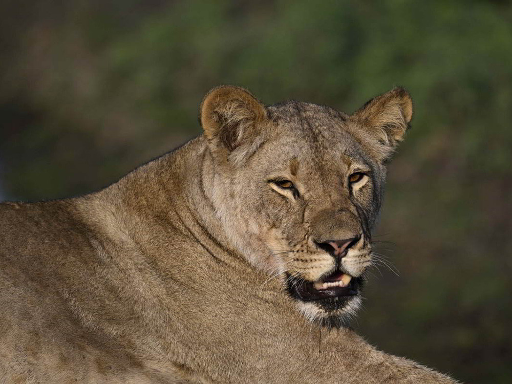 Safari in Kafue