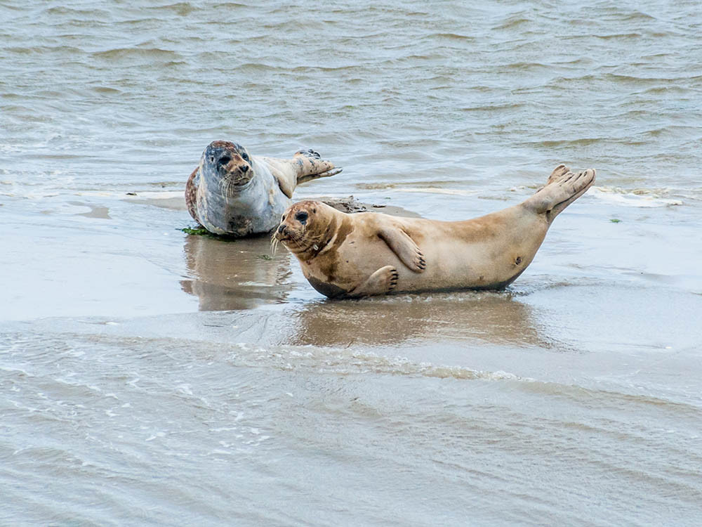 Zeehonden