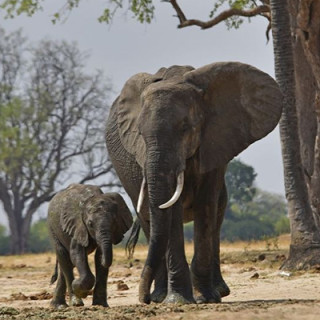 Afbeelding voor Verantwoorde safari in Zimbabwe