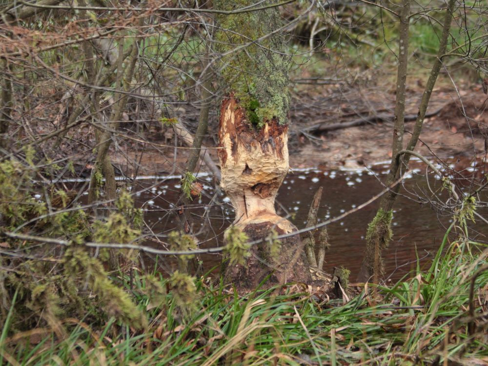 Bever aan het werk