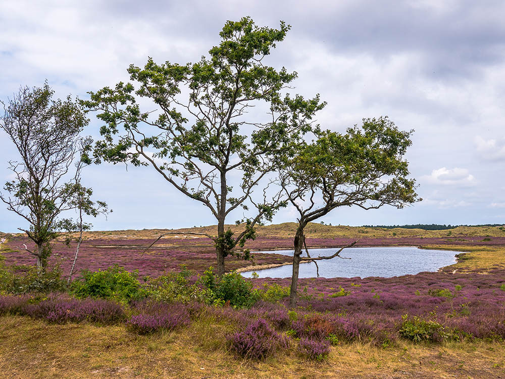 Schoorlse Duinen