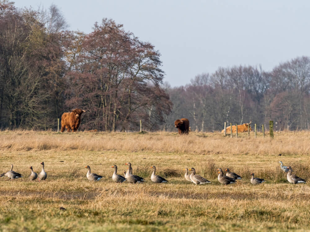 Vogels kijken