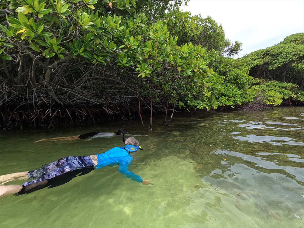Snorkelen in de mangrove
