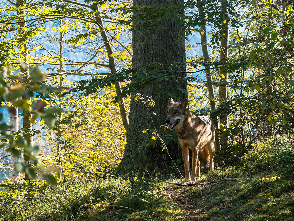 Wolf in wildpark