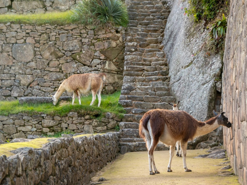 Machu Picchu