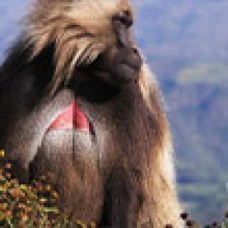 Afbeelding voor Get Your Guide - Meerdaagse excursies