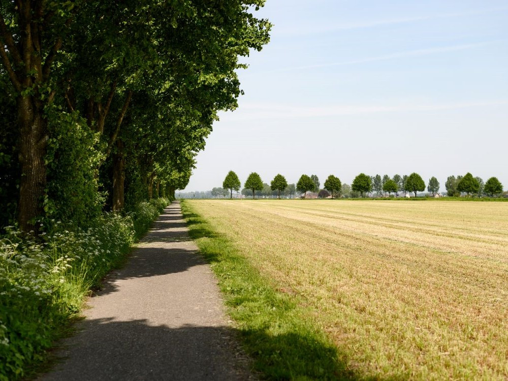 Fietsen bij de Biesbosch