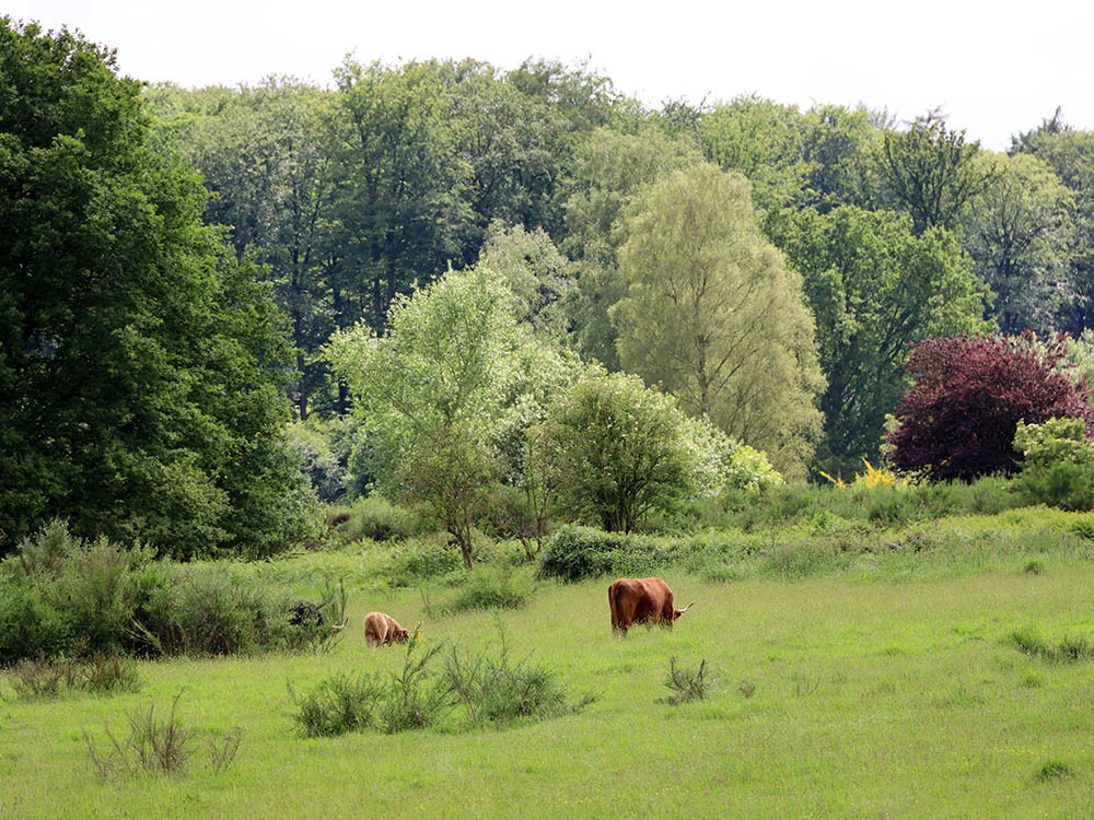 Schotse hooglanders