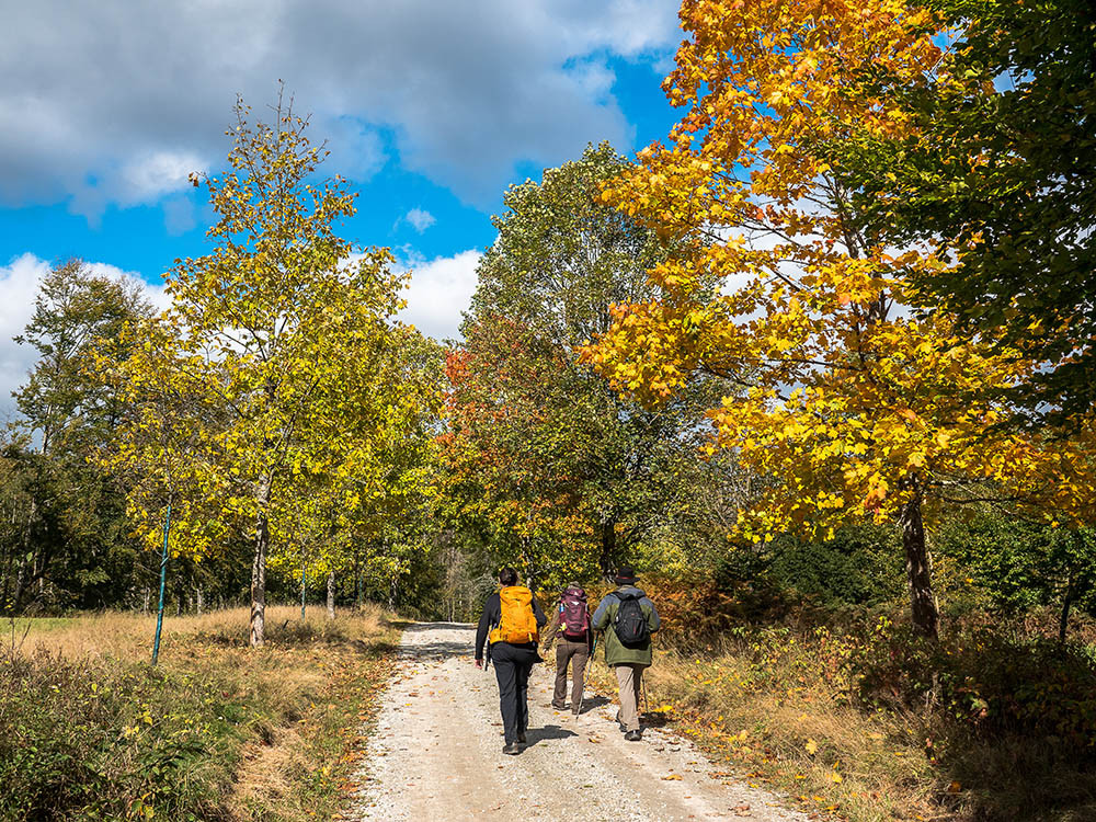 Nationaal Park Beierse Woud