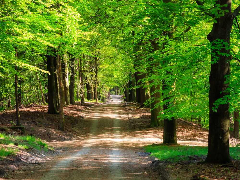 Trekvogelpad lopen