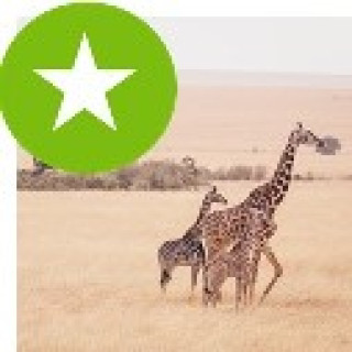 Afbeelding voor Intrepid - Kenya Wildlife Safari (Groep)