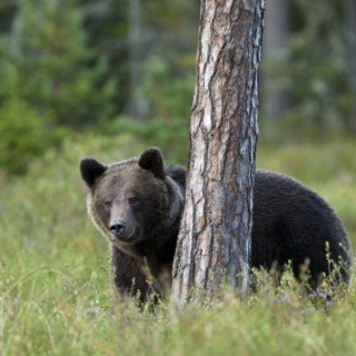 Afbeelding voor Sundowner Wildlife Reizen - Zweden