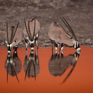 Afbeelding voor Sundowner - Namibië wildlife reis