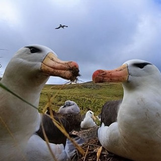 Afbeelding voor Sundowner Wildlife Reizen - Falklands