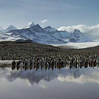 Afbeelding voor Sundowner Wildlife Reizen - South Georgia en Ushuaia