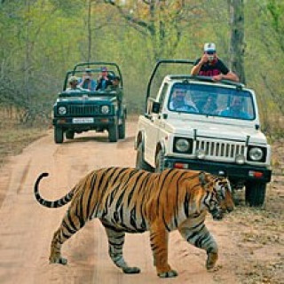 Afbeelding voor Riksja Travel - Bouwsteen Ranthambore