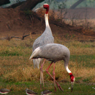 Afbeelding voor Sundowner - Wildlifereizen India