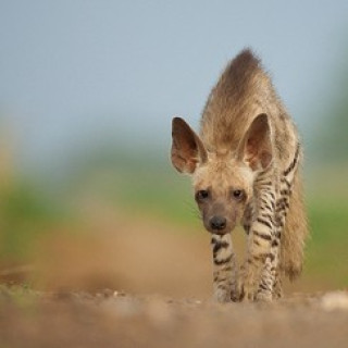 Afbeelding voor Sundowner - Wildlife in West-India