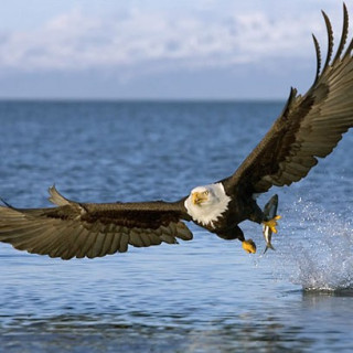 Afbeelding voor Sundowner - Wildlife en kajakken Alaska