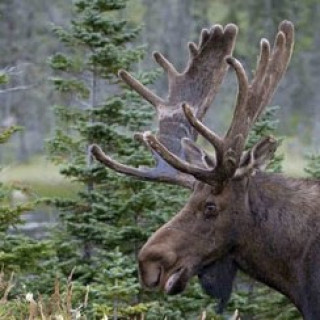 Afbeelding voor Sundowner - Dieren in Finland