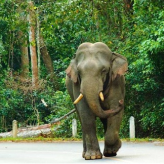 Afbeelding voor 333TRAVEL - Bangkok, Khao Yai en strand