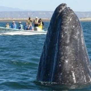 Afbeelding voor Sundowner Wildlife Reizen - Mexico