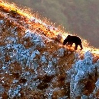 Afbeelding voor Sundowner - Beren in Abruzzo