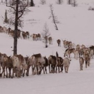 Afbeelding voor Dimsum Reizen - Natuurreis Siberië