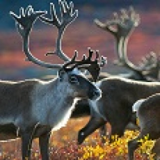 Afbeelding voor Sundowner Wildlife reizen - Canada