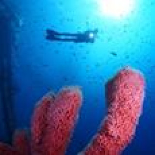 Afbeelding voor Dive and Travel - Duiken Bonaire