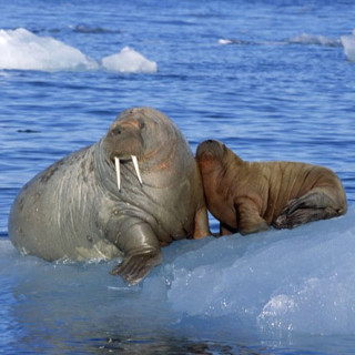 Afbeelding voor Sundowner Wildlife Reizen - Spitsbergen