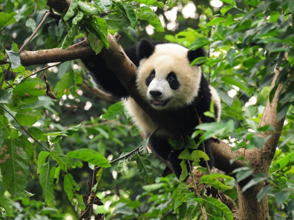 Jane Austen Mainstream Permanent Dieren in China | Panda's, apen en meer wildlife in China